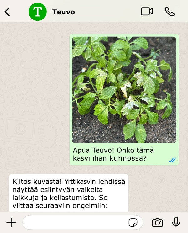 Teuvo auttaa kasvien hoidossa